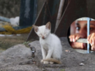 adolescente tortura animais Marabá