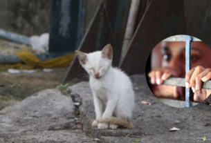 adolescente tortura animais Marabá