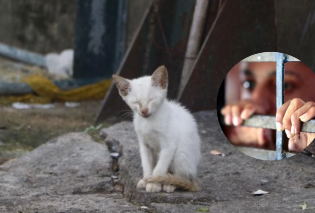adolescente tortura animais Marabá