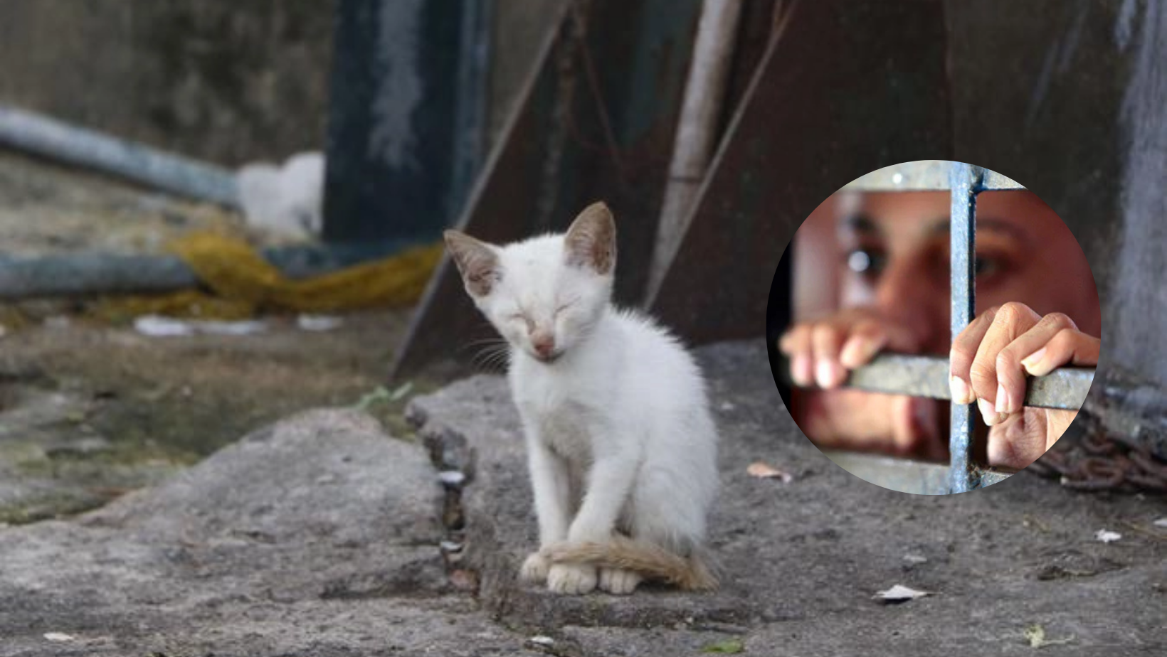adolescente tortura animais Marabá