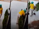 furto de plantas Parauapebas
